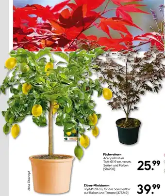 Hellweg Fächerahorn oder zitrus-ministamm Angebot