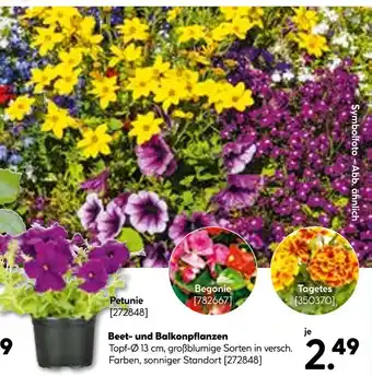 Hellweg Beet- und balkonpflanzen Angebot