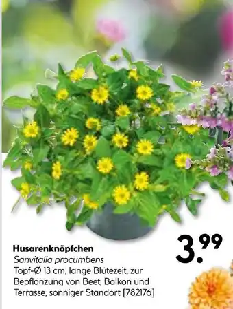 Hellweg Husarenknöpfchen Angebot