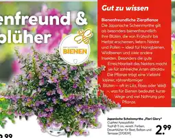 Hellweg Japanische scheinmyrthe „flori glory“ Angebot