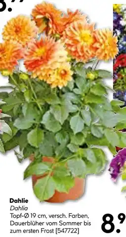 Hellweg Dahlie Angebot