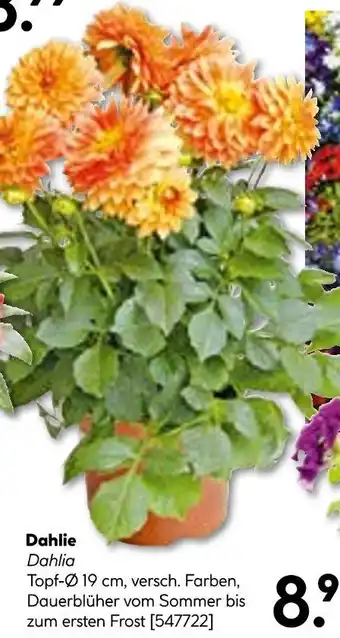 Hellweg Dahlie Angebot