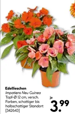 Hellweg Edellieschen Angebot