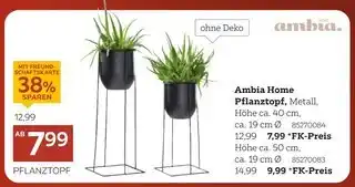 XXXLutz Ambia home pflanztopf Angebot