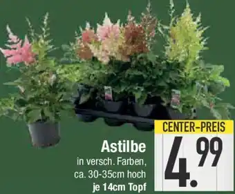 E-Center Astilbe Angebot