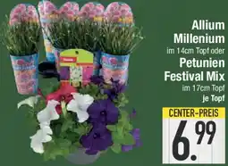 E-Center Allium Millenium oder Petunien Festival Mix Angebot