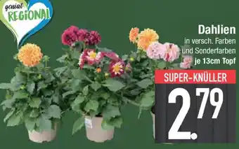 E-Center Dahlien Angebot
