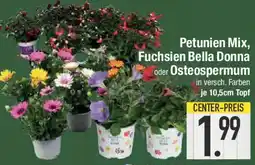 E-Center Petunien Mix, Fuchsien Bella Donna oder Osteospermum Angebot