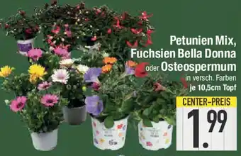 E-Center Petunien Mix, Fuchsien Bella Donna oder Osteospermum Angebot