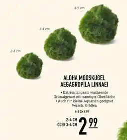 Kölle Zoo ALOHA MOOSKUGEL AEGAGROPILA LINNAEI Angebot