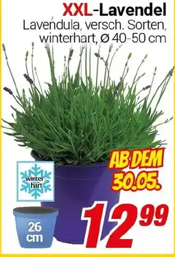 CENTERSHOP XXL-Lavendel Angebot