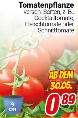 CENTERSHOP Tomatenpflanze Angebot