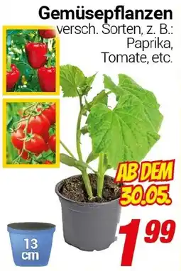 CENTERSHOP Gemüsepflanzen Angebot