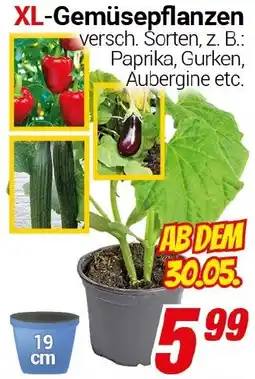 CENTERSHOP XL-Gemüsepflanzen Angebot