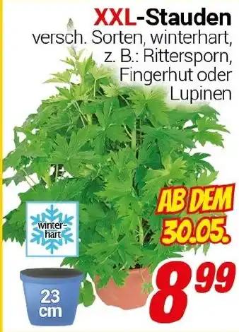 CENTERSHOP XXL-Stauden Angebot