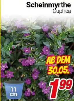 CENTERSHOP Scheinmyrthe Cuphea Angebot