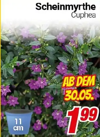 CENTERSHOP Scheinmyrthe Cuphea Angebot