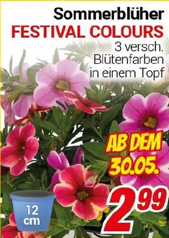 CENTERSHOP Sommerblüher FESTIVAL COLOURS Angebot
