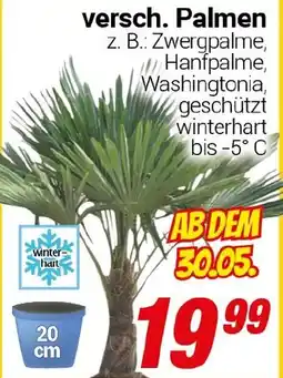 CENTERSHOP versch. Palmen Angebot
