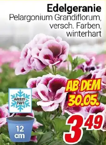 CENTERSHOP Edelgeranie Angebot