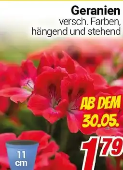 CENTERSHOP Geranien Angebot