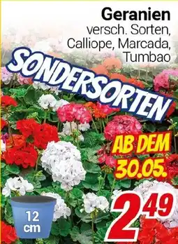 CENTERSHOP Geranien Angebot