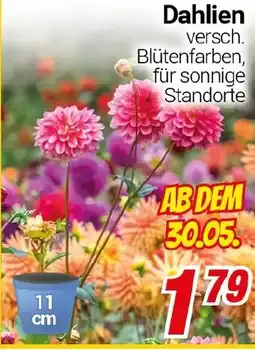 CENTERSHOP Dahlien Angebot