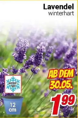 CENTERSHOP Lavendel Angebot