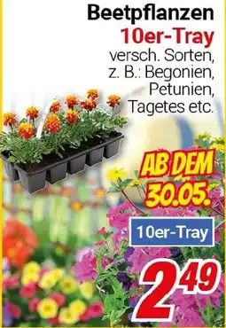 CENTERSHOP Beetpflanzen 10er-Tray Angebot