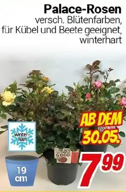 CENTERSHOP Palace-Rosen Angebot