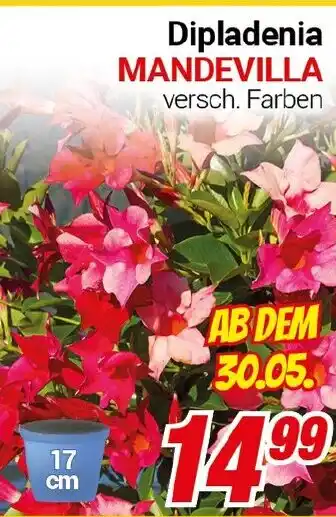 CENTERSHOP Dipladenia MANDEVILLA Angebot