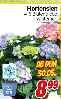 CENTERSHOP Hortensien Angebot
