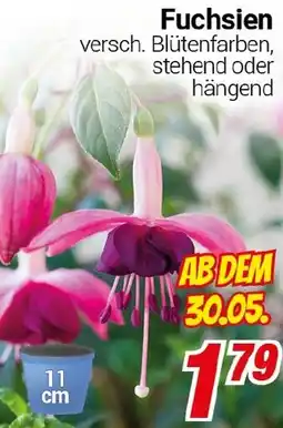 CENTERSHOP Fuchsien Angebot
