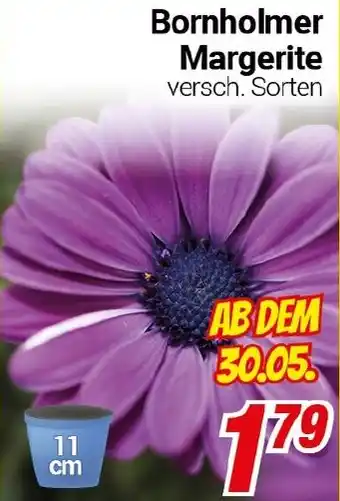 CENTERSHOP Bornholmer Margerite Angebot
