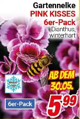 CENTERSHOP Gartennelke PINK KISSES Angebot