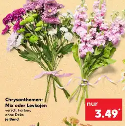Kaufland Chrysanthemen- Mix oder Levkojen Angebot