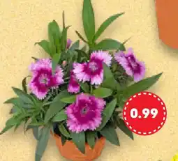 Kaufland Sommerblumen Angebot