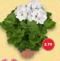 Kaufland Sommerblumen Angebot