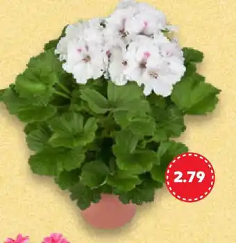 Kaufland Sommerblumen Angebot
