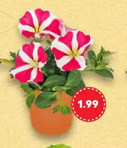 Kaufland Sommerblumen Angebot