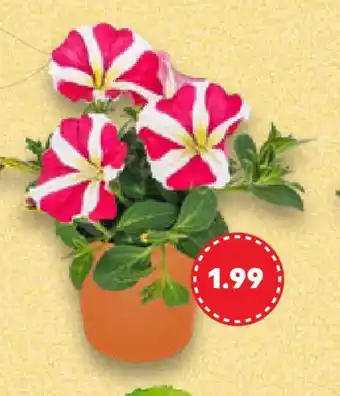 Kaufland Sommerblumen Angebot