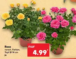 Kaufland Rose Angebot
