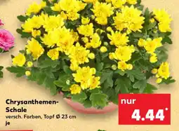 Kaufland Chrysanthemen- Schale Angebot