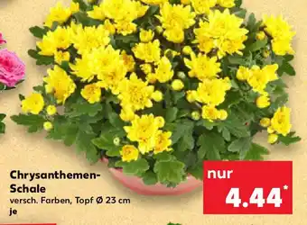 Kaufland Chrysanthemen- Schale Angebot