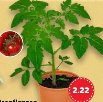 Kaufland Gemüsepflanzen Angebot