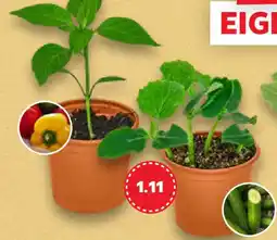 Kaufland Sommerblumen Angebot