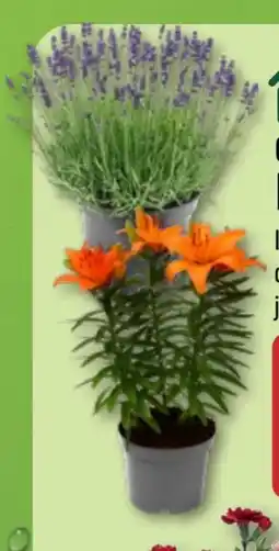 Aldi Nord Gardenline Lavendel Angebot