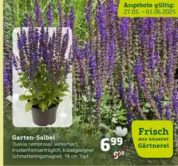 Pflanzen Kölle Garten-salbei (salvia nemorosa) Angebot