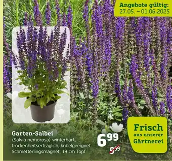 Pflanzen Kölle Garten-salbei (salvia nemorosa) Angebot