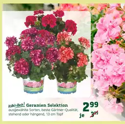 Pflanzen Kölle Kölle's beste! geranien selektion Angebot